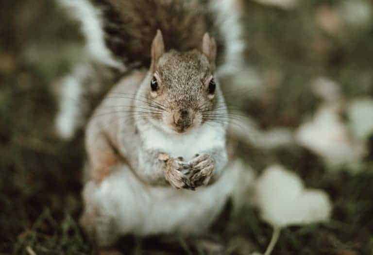 love this close up of a squirrel photographed by Anya of Oak and Claw in the Peak District national park