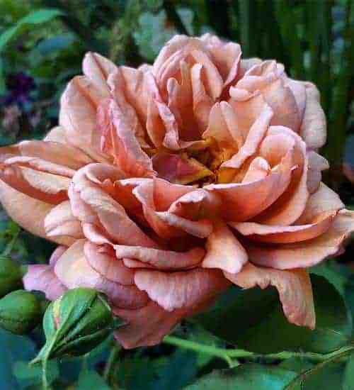 Rosa cafe rose dusky pink caramel cafe latte cabbage rose from Sarah Raven - perfect rose for a cutting garden or rose garden #rose #cafe #cafeaulait #sarahraven #rosegarden #cuttinggarden