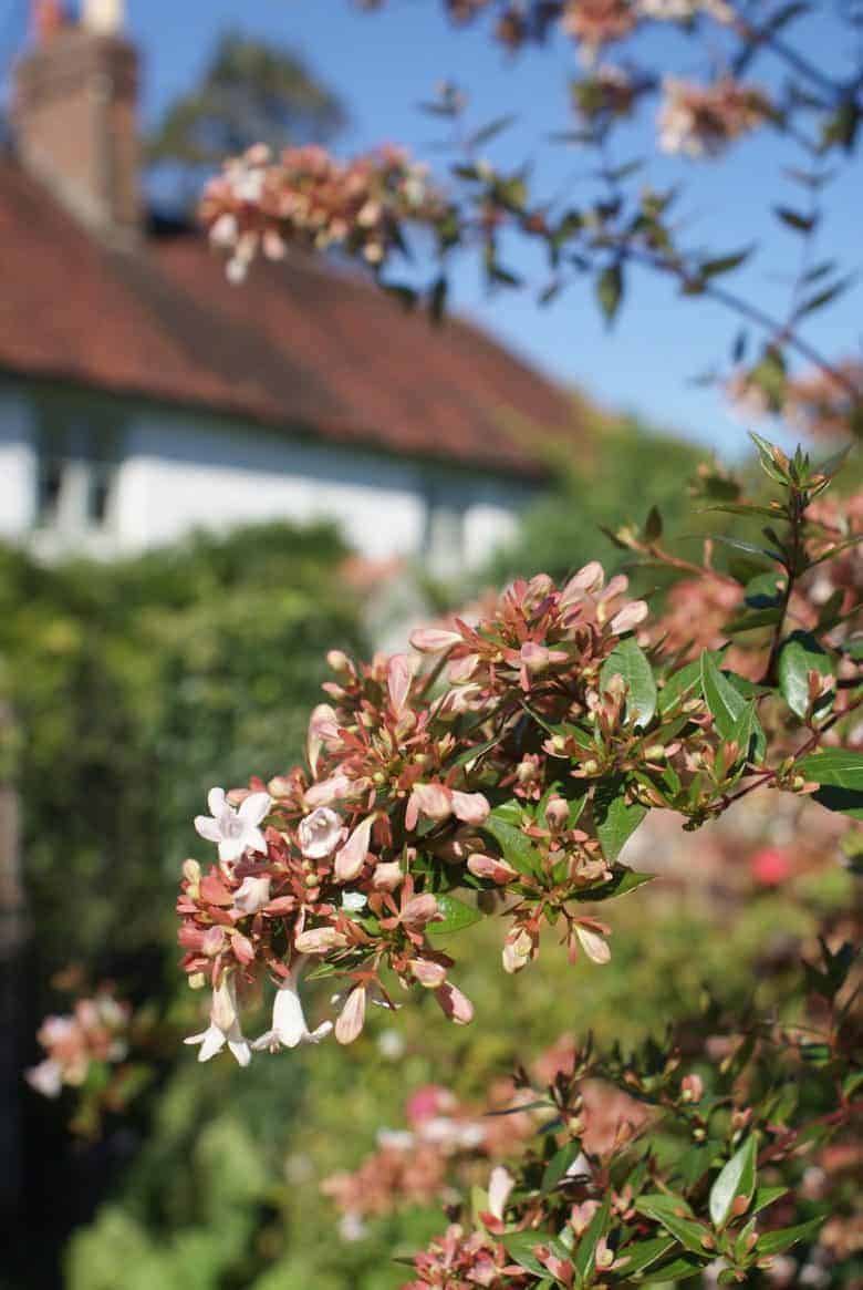 how to start a cutting garden flower growing for cut flowers - expert tips and ideas to help you create your own flower cutting patch and pick the most beautiful sustainable flowers all year round like this bee-friendly abelia bush. Click through to get all you need to know from green & gorgeous, the real flower company, floret flower farm and more #cuttinggarden #britishflowers #flowers #roses #scented #growing #sustainable #frombritainwithlove #abelia #beefriendly