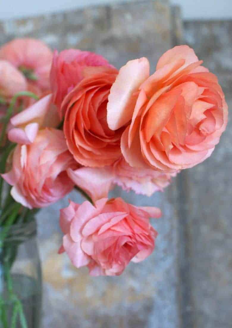 how to start a cutting garden flower growing for cut flowers - expert tips and ideas to help you create your own flower cutting patch and pick the most beautiful sustainable flowers all year round like these stunning salmon coral pink ranunculus. Click through to get all you need to know from green & gorgeous, the real flower company, floret flower farm and more #cuttinggarden #britishflowers #flowers #growing #sustainable #frombritainwithlove #ranunculus