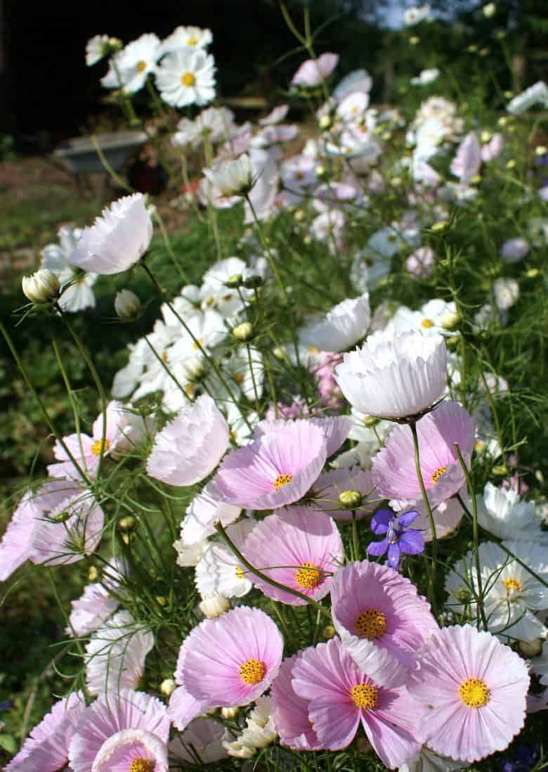 how to start a cutting garden flower growing for cut flowers - expert tips and ideas to help you create your own flower cutting patch and pick the most beautiful sustainable flowers all year round like these pretty pink cupcake blush cosmos. Click through to get all you need to know from green & gorgeous, the real flower company, floret flower farm and more #cuttinggarden #britishflowers #flowers #roses #scented #growing #sustainable #frombritainwithlove #cosmos