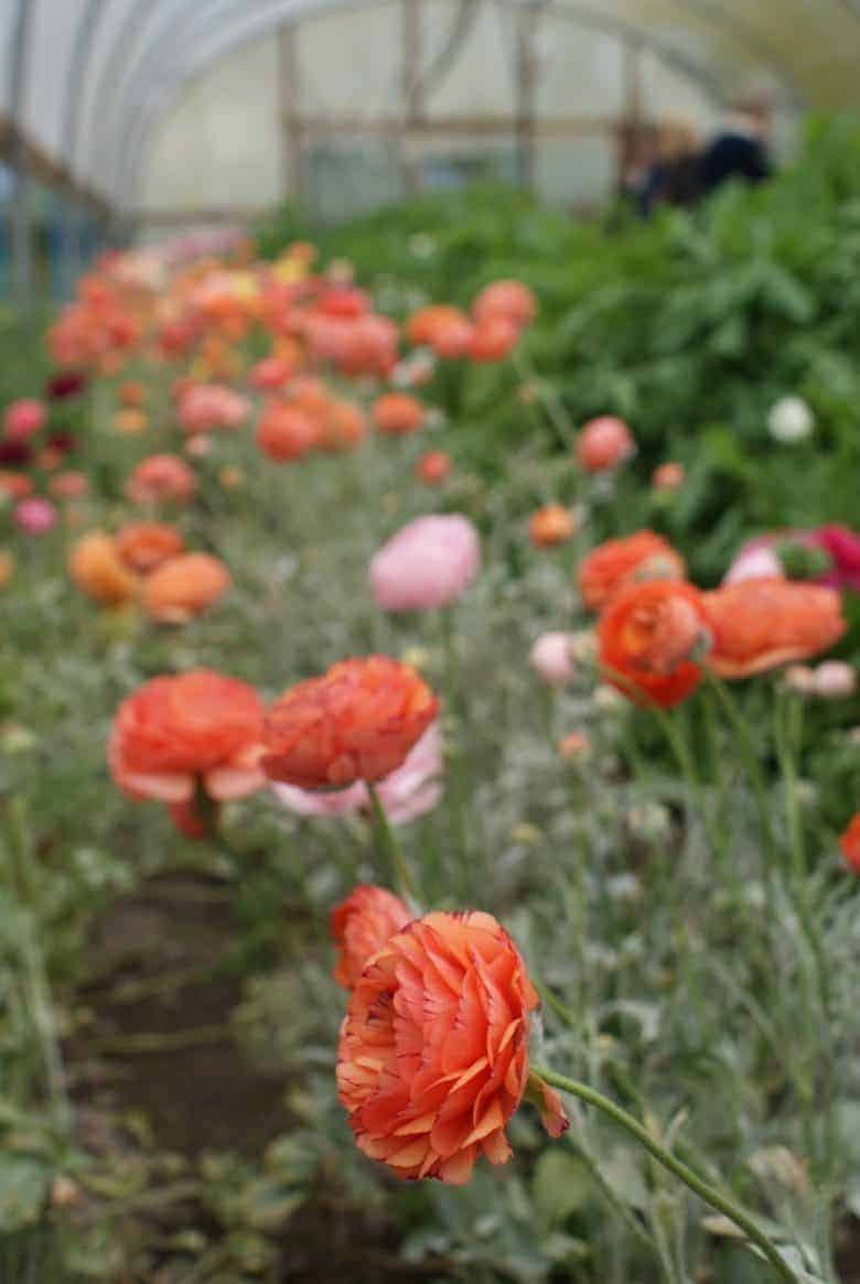 how to start a cutting garden flower growing for cut flowers - expert tips and ideas to help you create your own flower cutting patch and pick the most beautiful sustainable flowers all year round like these stunning salmon coral pink ranunculus. Click through to get all you need to know from green & gorgeous, the real flower company, floret flower farm and more #cuttinggarden #britishflowers #flowers #growing #sustainable #frombritainwithlove #ranunculus