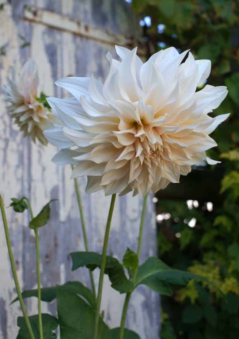 how to start a cutting garden flower growing for cut flowers - expert tips and ideas to help you create your own flower cutting patch and pick the most beautiful sustainable flowers all year round like this cafe au lait dahlia. Click through to get all you need to know from green & gorgeous, the real flower company, floret flower farm and more #cuttinggarden #britishflowers #flowers #growing #sustainable #frombritainwithlove