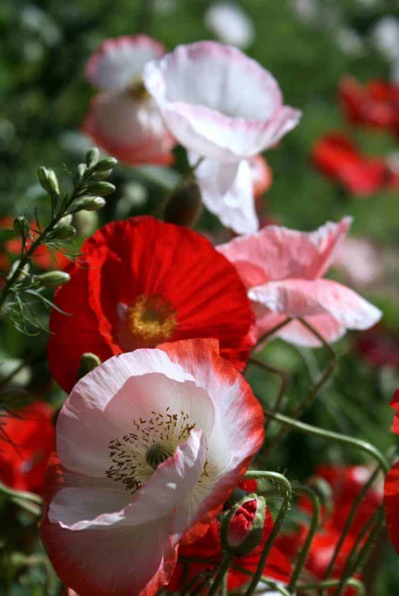 poppies falling in love how to start a cutting garden flower growing for cut flowers - expert tips and ideas to help you create your own flower cutting patch and pick the most beautiful sustainable flowers all year round. Click through to get all you need to know from green & gorgeous, the real flower company, floret flower farm and more #cuttinggarden #britishflowers #flowers #growing #sustainable #frombritainwithlove #poppies #sarahraven