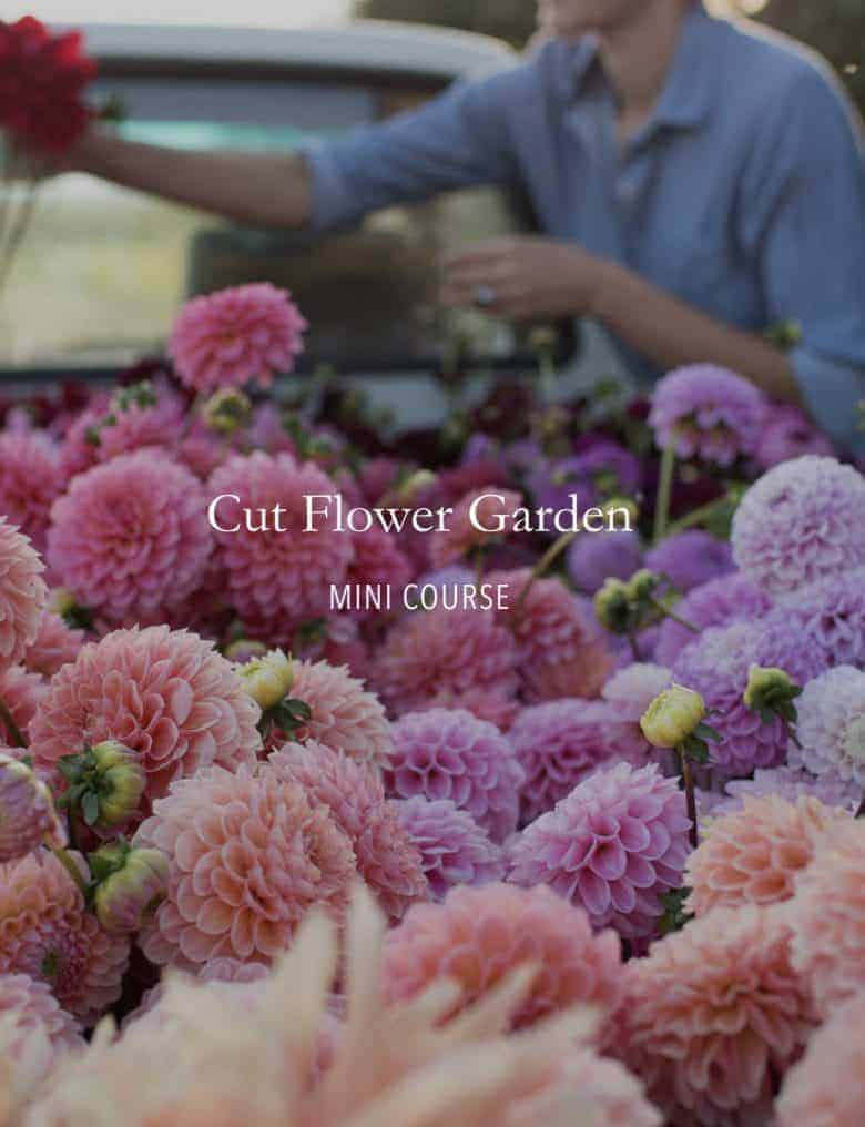 floret cut flower garden free mini course - click through to sign up for the course and learn how to get started with a cutting garden and grow flowers to pick #cuttinggarden #flower #growing #floret #frombritainwithlove