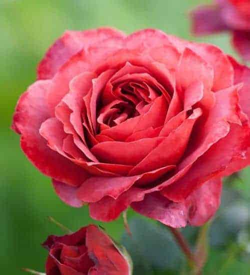 Rosa Hot Chocolate dark crimson red apricot orange rose from Sarah Raven - perfect rose for a cutting garden or rose garden