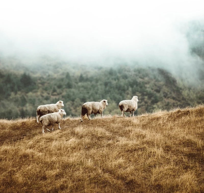 eas fors sustainable lambswool knitwear hand made on the isle of mull