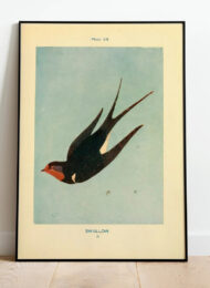 vintage swallow print artwork